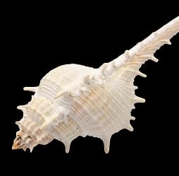 Sea Snail